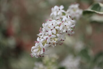シルバープリペットの花