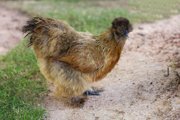 The Silkie hen is live in grass garden
