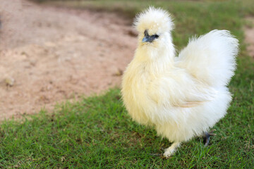 The Silkie hen is live in grass garden