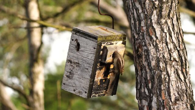Eurasian wryneck (Jynx torquilla), trying to enter a nest box in the forest.
