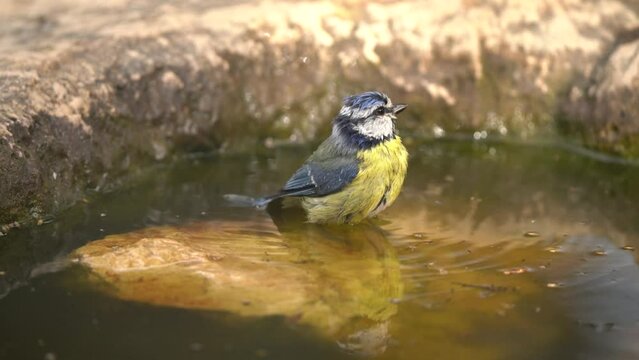 Eurasian blue tit (Cyanistes caeruleus) having a bath.
