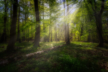 Deutscher Wald. Sonnendurchflutet.