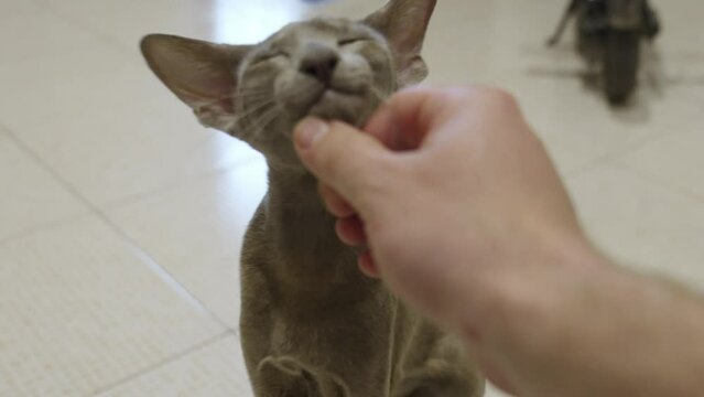 a man's hand strokes an Oriental cat. a breed of domestic cats. 