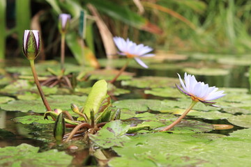 Lotus Flower, nymphea lotus in water