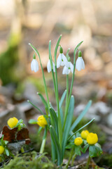 Group of snowdrops (Galanthus nivalis) and winter aconites (Eranthis hyemalis).