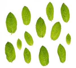 mint leaves on white background