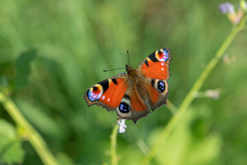 European peacock butterfly (Aglais io). Copy space.