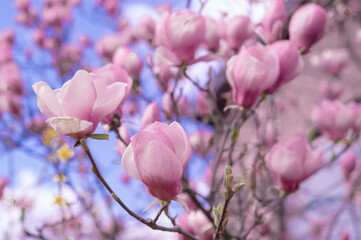 Magnolia liliiflora;  purple magnolia, branch with some flowers and buds,