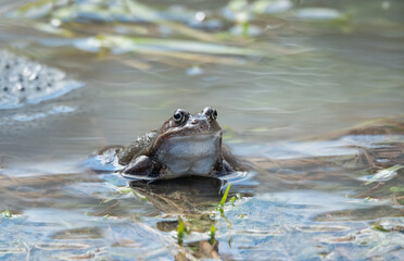  frog sitting in the water against the background of caviar.