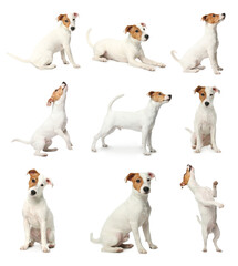 Collage with photos of cute dog on white background