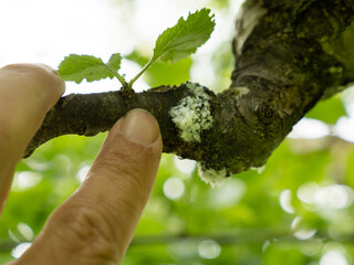 close up of a tree affected by woolly aphid Eriosoma lanigerum