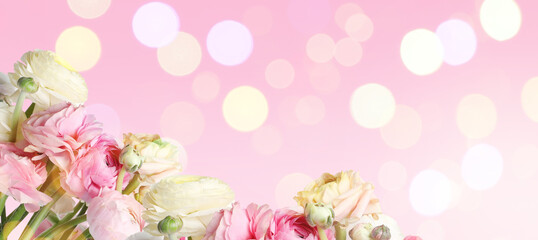 Beautiful ranunculus flowers on pink background, space for text. Banner design