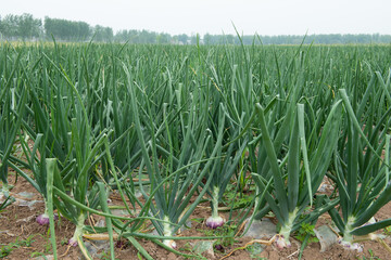 growing green onion in the vegetable garden