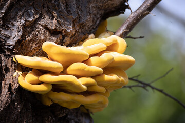 Laetiporus Sulphureus Bracket Fungus growing on a tree in springtime