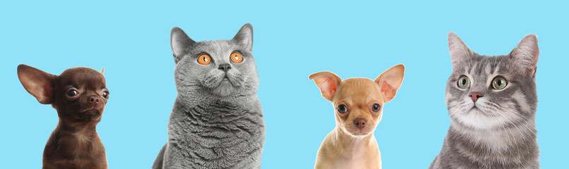 Cute funny cats and dogs on turuqoise background. Banner design