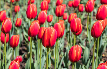 Field of red tulips in spring