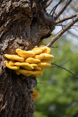 Laetiporus Sulphureus Bracket Fungus growing on a tree in springtime