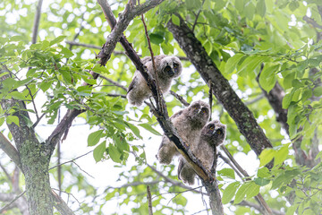 北海道の初夏、トラフズクの兄弟。