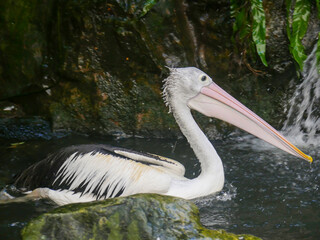 Pelican, Large water birds swimming in Water pond