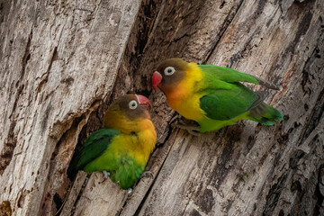 parrot (Agapornis fischeri) nuzzle each other, Ngorongoro Conservation Area, Tanzania