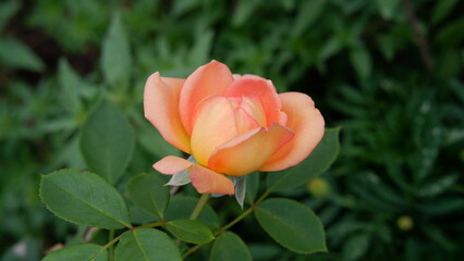 Blooming orange English rose in the garden on a sunny day