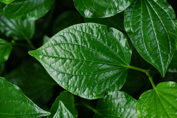 betel leaf is a medicinal plant used for cooking