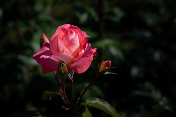 東京の薔薇