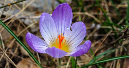 Fototapeta premium Flower