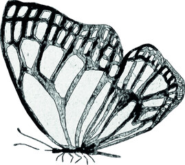 Sketch of a butterfly on a white background. Handmade illustration. Image for tattoo. Unique design. For invitations and cards.