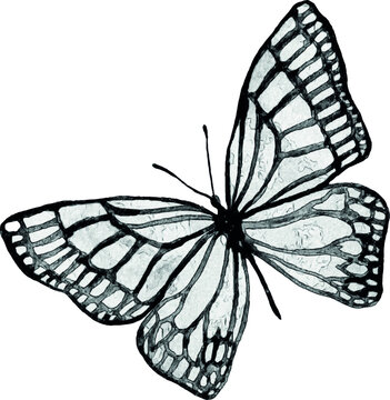 Sketch of a butterfly on a white background. Handmade illustration. Image for tattoo. Unique design. For invitations and cards.