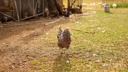 Chicken grazes on a farm in the village