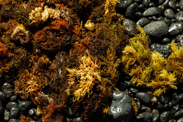 sea weed on the beach