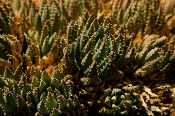 cactus in a cactus garden