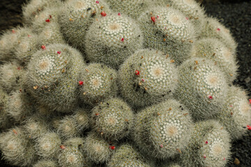 cactus in a cactus garden