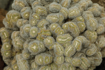 cactus in a cactus garden