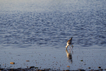 A juvenile pied stilt has its beak in the mud as it searches for food