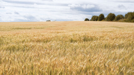 Beautiful landscape field on a summer day. Rural scene. Close up of wheat ears, field of wheat