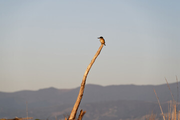 A New Zealand sacred kingfisher is perched on a piece of driftwood