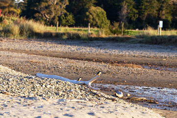Two sacred kingfishers sit on driftwood at the beach waiting for the crabs to come out