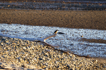 A New Zealand kingfisher is sitting on driftwood waiting for a feed