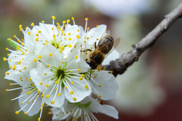 Honey bee flies, feeding and pollinating plum flowers in a plum orchard