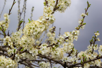 The white plum blossom is the flower representing the early spring