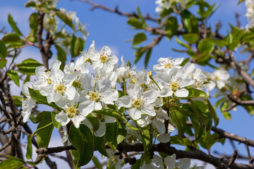 Blooming pear branch against the blue sky. Pear blossoms with small white flowers. Spring flowering of fruit trees. Blurred background