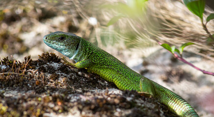 Lacerta viridis, Green and blue lizard with ticks, macro photo of a lizard, European green lizard