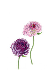 花の絵／ラナンキュラス。花の表情を華やかにかわいく素敵に表現した水彩画です。花好きな一人の作家による作品集です。