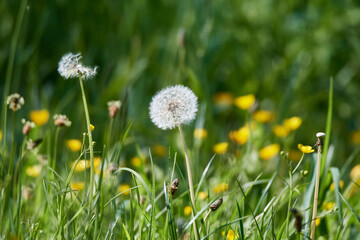 Gewöhnlicher Löwenzahn (Taraxacum sect. Ruderalia)