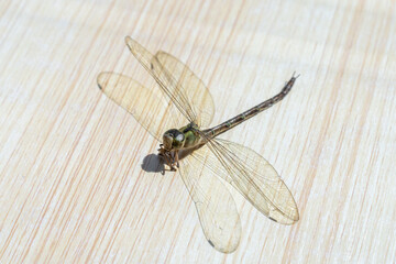 Dragonfly isolated on wooden table. Beneficial insect with a pair of large, multifaceted compound eyes, two pairs of strong, transparent wings and an elongated body.