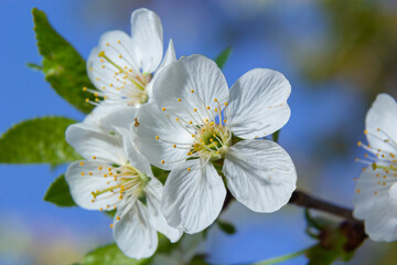 Obraz premium Blooming cherry tree in the spring garden. Close up of white flowers on a tree. Spring background