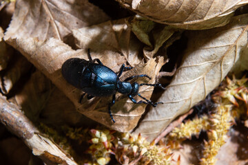 Violet oil beetle, Meloe violaceus feeding on grass, macro photo