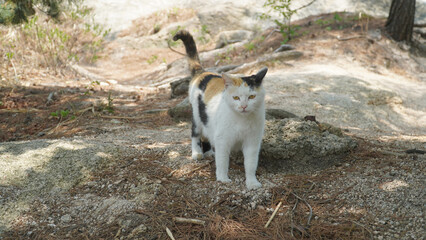 Un lindo gato de tres colores cat en una monta&ntilde;a llena de pinos azules.